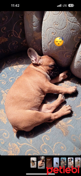 Fransız Bulldog, Köpek  Maya fotoğrafı
