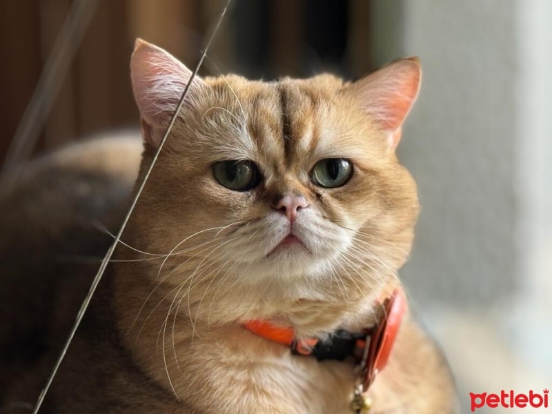 British Shorthair, Kedi  Gofret fotoğrafı