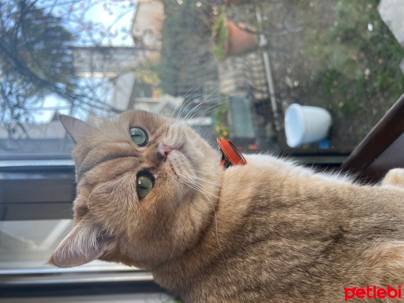 British Shorthair, Kedi  Gofret fotoğrafı