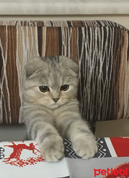 Scottish Fold, Kedi  Mira fotoğrafı