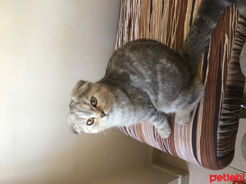 Scottish Fold, Kedi  Mira fotoğrafı