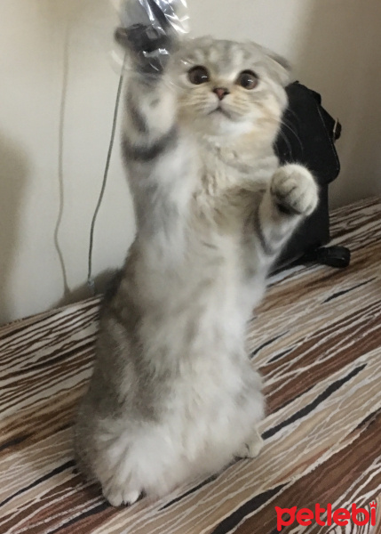 Scottish Fold, Kedi  Mira fotoğrafı