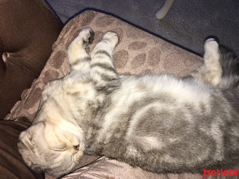 Scottish Fold, Kedi  Mira fotoğrafı