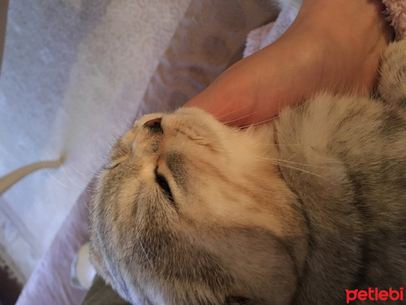 Scottish Fold, Kedi  Mira fotoğrafı