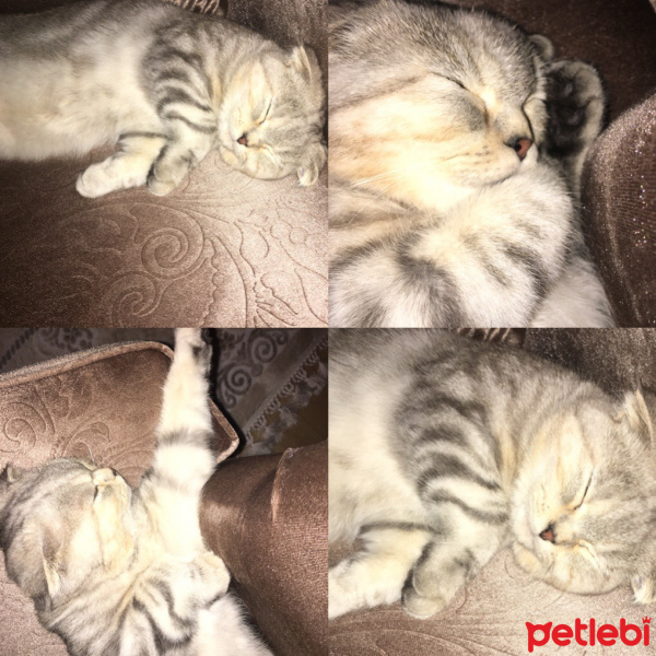 Scottish Fold, Kedi  Mira fotoğrafı