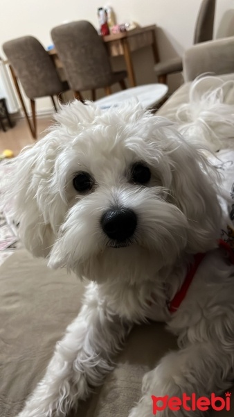 Maltese, Köpek  Pıtır fotoğrafı
