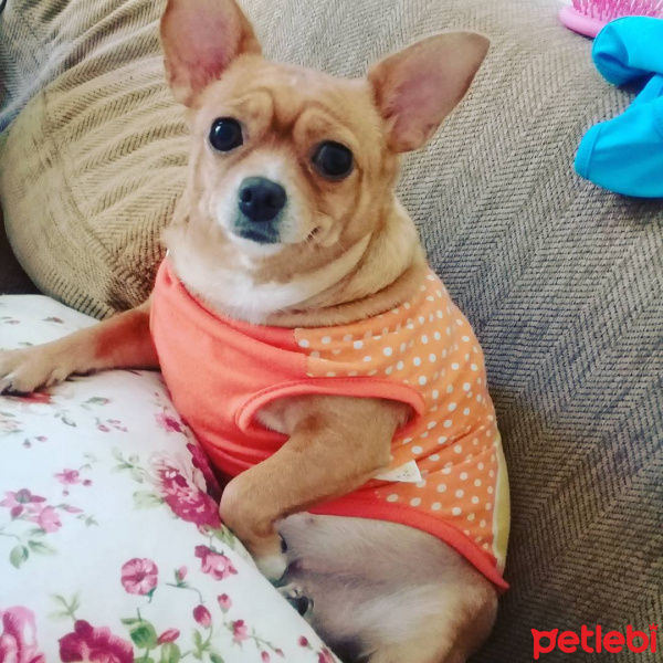 Chihuahua, Köpek  prenses fotoğrafı