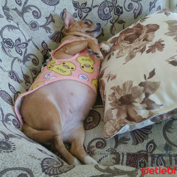 Chihuahua, Köpek  prenses fotoğrafı
