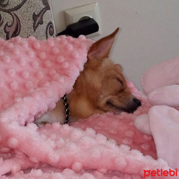 Chihuahua, Köpek  prenses fotoğrafı