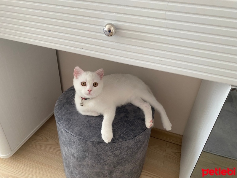 British Shorthair, Kedi  Köpük fotoğrafı
