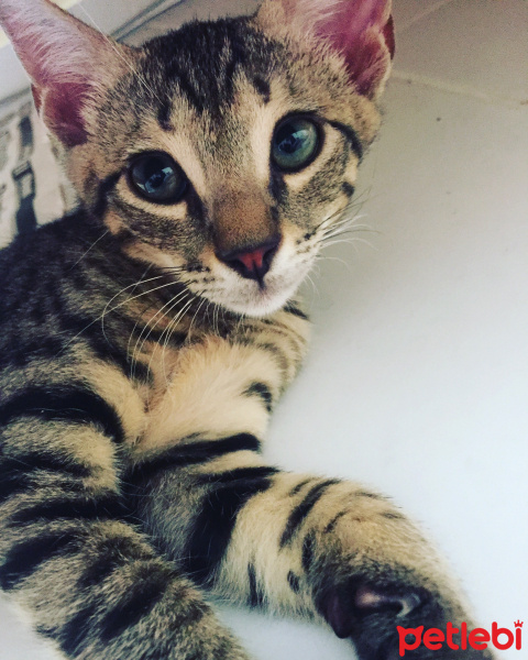 Tekir Kedi, Kedi  Ceviz fotoğrafı
