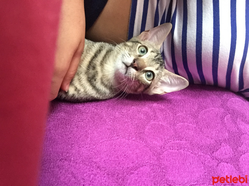 Tekir Kedi, Kedi  Ceviz fotoğrafı