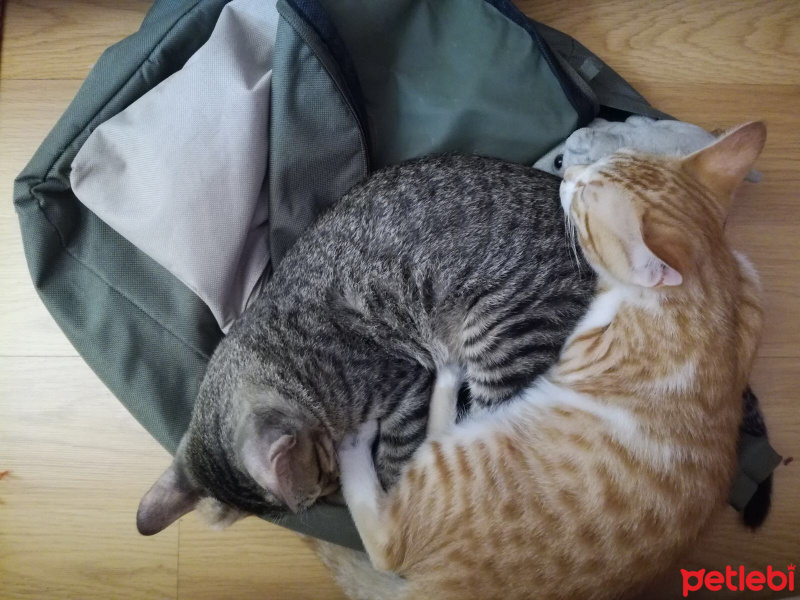 Tekir Kedi, Kedi  Ceviz fotoğrafı