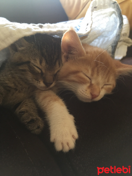 Tekir Kedi, Kedi  Ceviz fotoğrafı