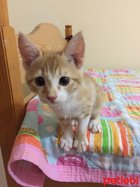 Tekir Kedi, Kedi  Tarçın fotoğrafı