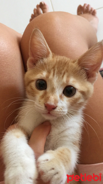 Tekir Kedi, Kedi  Tarçın fotoğrafı