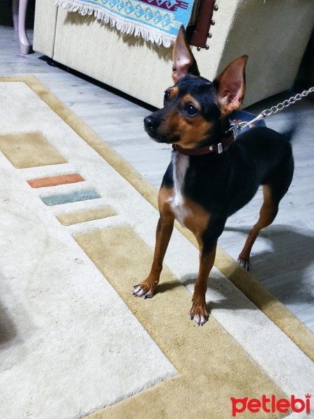 Minyatür Pinscher, Köpek  Bitter fotoğrafı