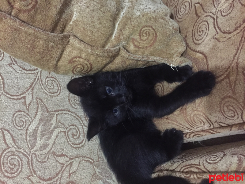Tekir Kedi, Kedi  Karam fotoğrafı