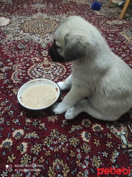 Kangal, Köpek  Pirinç fotoğrafı