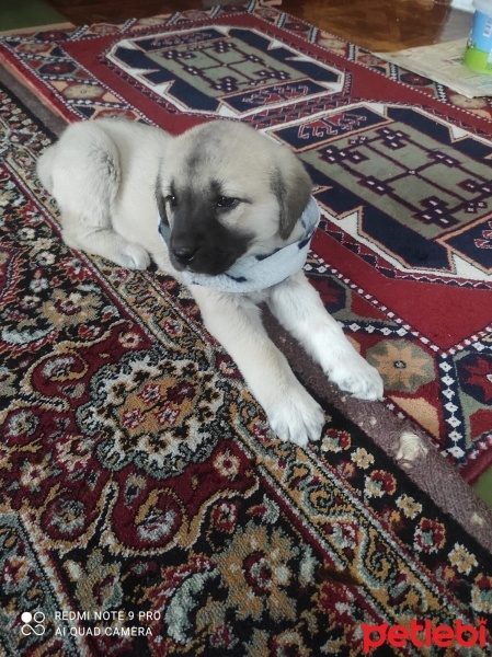 Kangal, Köpek  Pirinç fotoğrafı