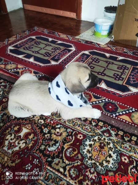 Kangal, Köpek  Pirinç fotoğrafı