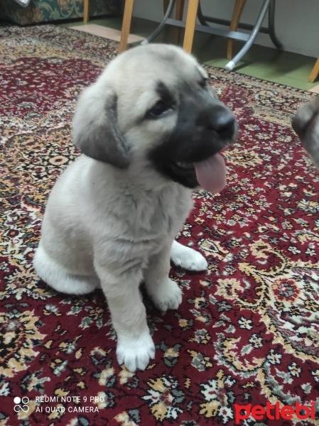 Kangal, Köpek  Pirinç fotoğrafı