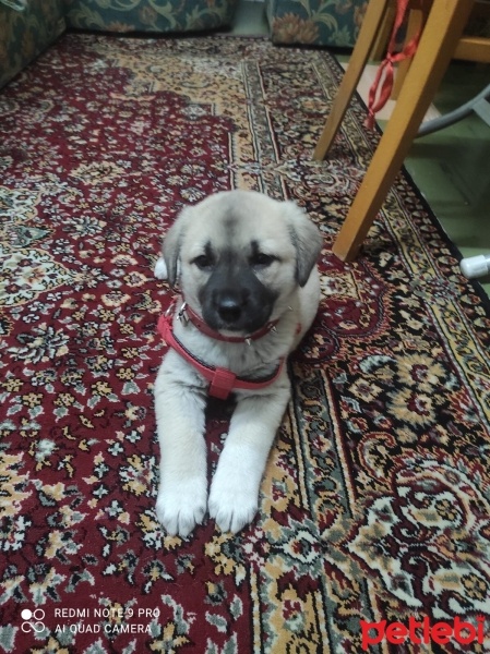 Kangal, Köpek  Pirinç fotoğrafı