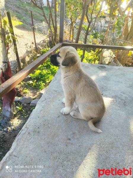 Kangal, Köpek  Pirinç fotoğrafı