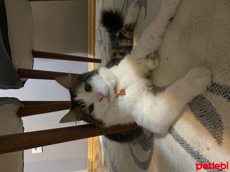 Tekir Kedi, Kedi  Mükremin fotoğrafı