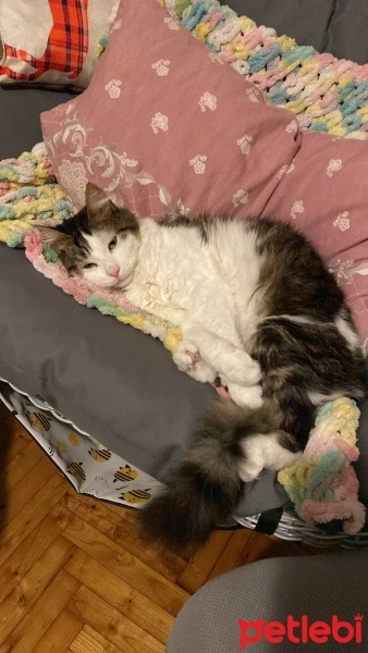 Tekir Kedi, Kedi  Mükremin fotoğrafı