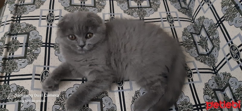 Scottish Fold, Kedi  Minnoş fotoğrafı