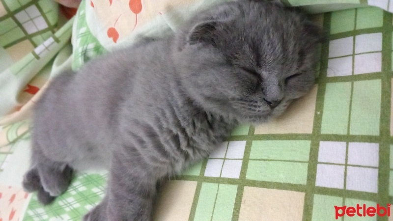Scottish Fold, Kedi  Minnoş fotoğrafı