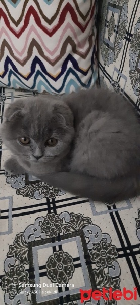 Scottish Fold, Kedi  Minnoş fotoğrafı