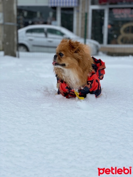 Pekingese, Köpek  Fifi fotoğrafı