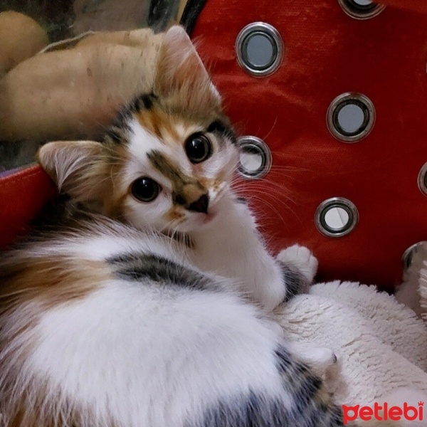 Tekir Kedi, Kedi  Luna fotoğrafı