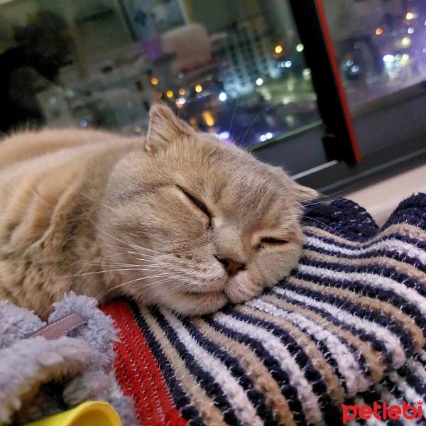 Scottish Fold, Kedi  Nidas fotoğrafı