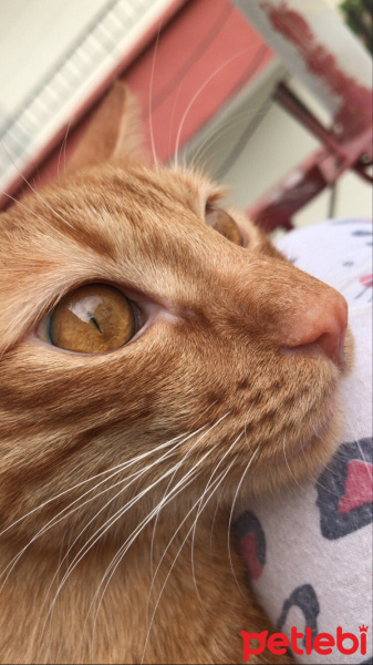 Sarman, Kedi  Badem fotoğrafı