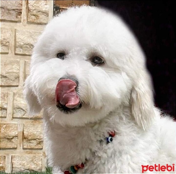 Maltese, Köpek  Çakıl fotoğrafı