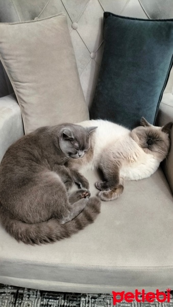 British Shorthair, Kedi  Ares ve bulut fotoğrafı
