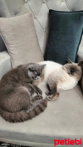 British Shorthair, Kedi  Ares ve bulut fotoğrafı