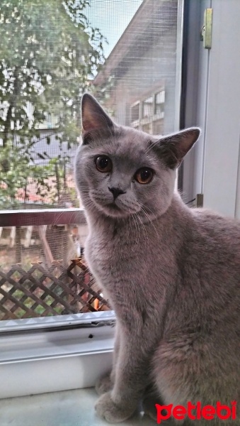 British Shorthair, Kedi  Ares ve bulut fotoğrafı