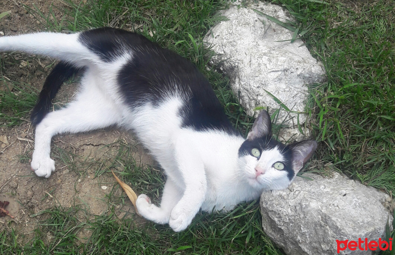 American Bobtail, Kedi  Kontes evden atılmış acil yuva !!! fotoğrafı