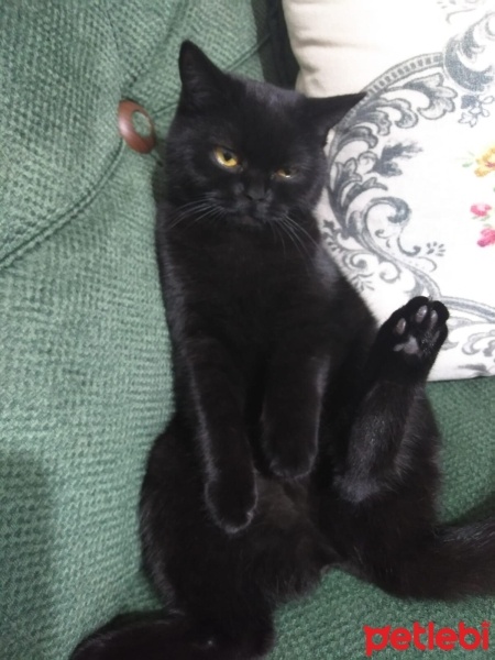 British Shorthair, Kedi  PONÇİK fotoğrafı
