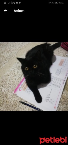 British Shorthair, Kedi  PONÇİK fotoğrafı