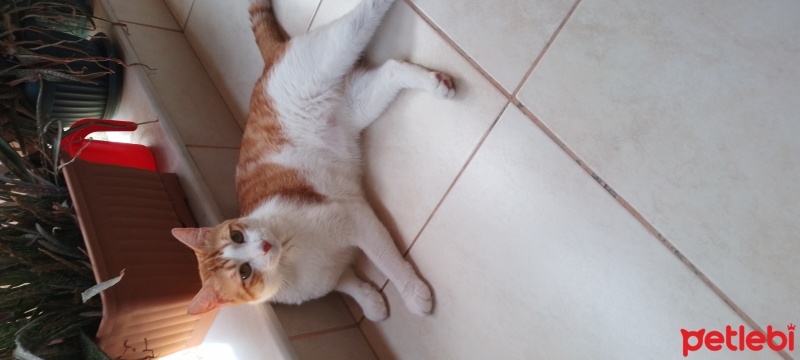 Tekir Kedi, Kedi  Limon fotoğrafı