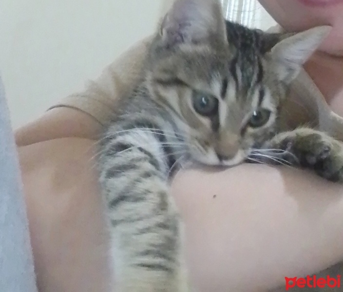 Tekir Kedi, Kedi  Duman fotoğrafı