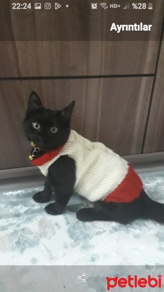 Tekir Kedi, Kedi  zeytin fotoğrafı