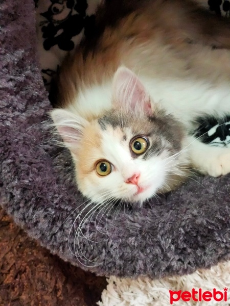 Tekir Kedi, Kedi  LATTE fotoğrafı