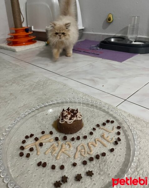 İran Kedisi (Persian), Kedi  Karamel fotoğrafı