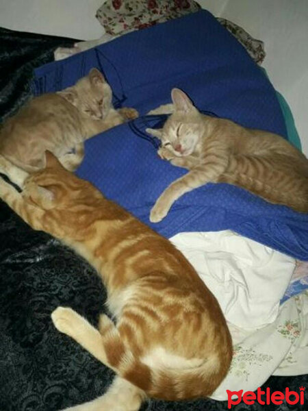 Soke, Kedi  Güneş,Limon,Tarçın  fotoğrafı